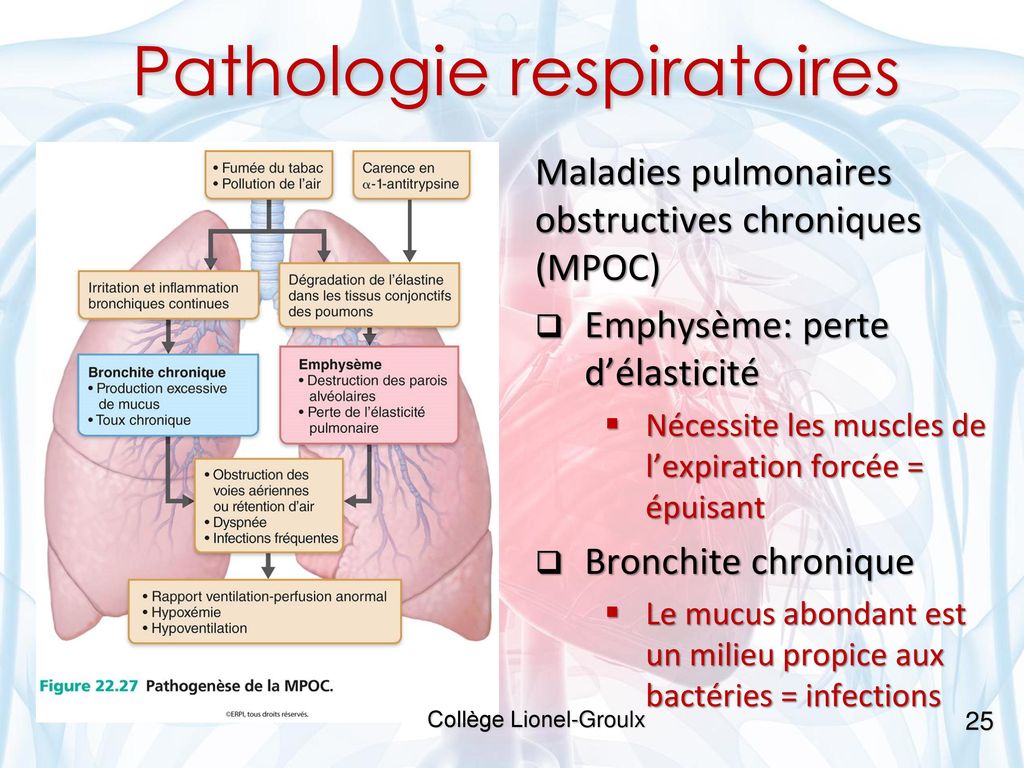 Le Syst Me Cardiorespiratoire De La R Vision Et Du Nouveau Ppt